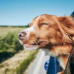 Hund med øynene igjen som stikker hodet ut av et bilvindu i fart.